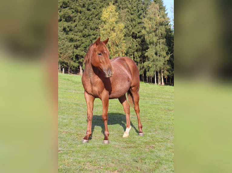 Quarter horse américain Hongre 1 Année 138 cm Aubère in STÁRKOV