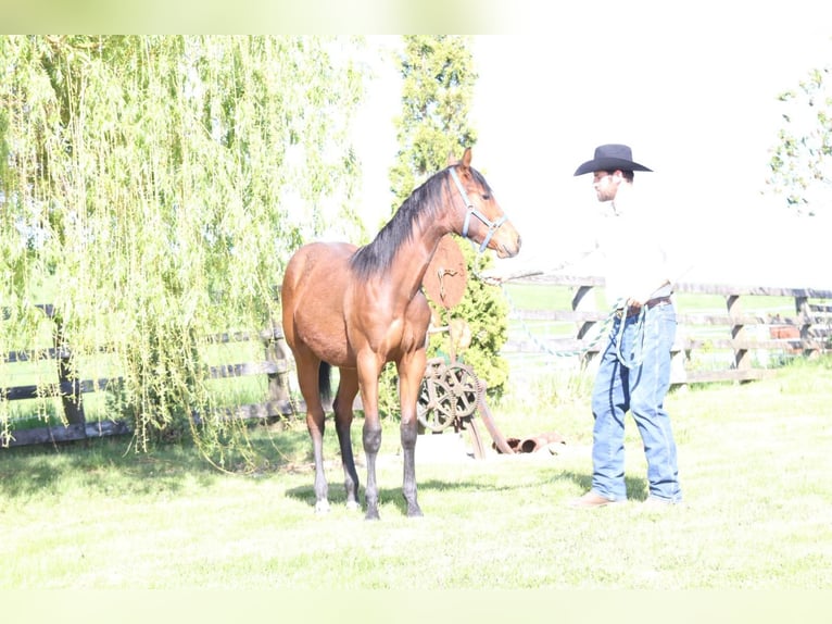 Quarter horse américain Hongre 1 Année 140 cm Alezan in Aspach