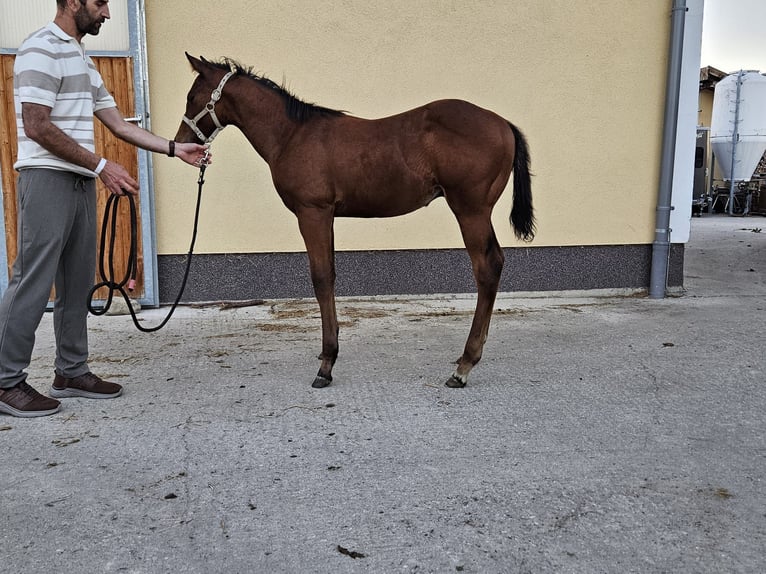 Quarter horse américain Hongre 1 Année 140 cm Alezan in Aspach