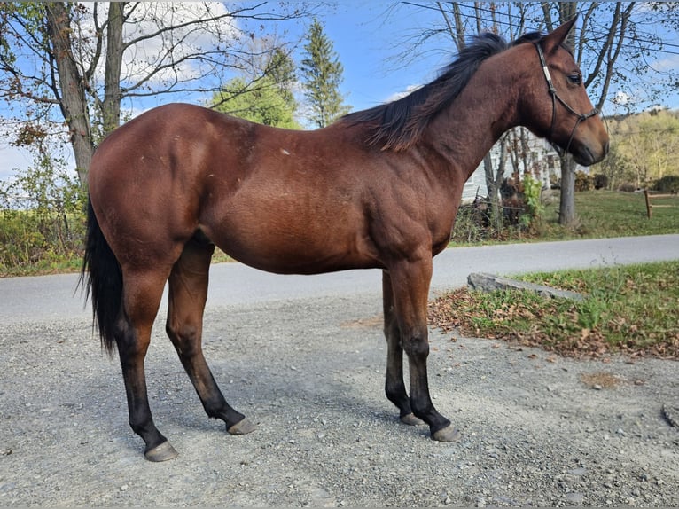 Quarter horse américain Hongre 1 Année 142 cm Bai cerise in Columbia Cross Roads