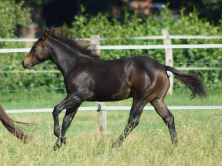 Quarter horse américain Hongre 1 Année 145 cm Bai brun in Linsburg
