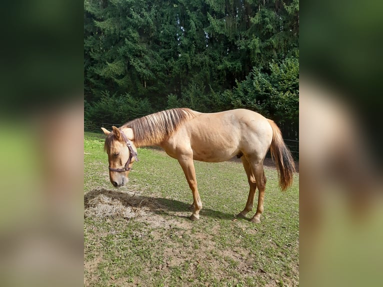 Quarter horse américain Hongre 1 Année 150 cm Alezan dun in Erbendorf