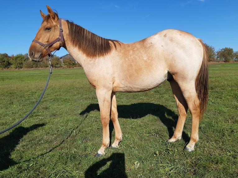 Quarter horse américain Hongre 1 Année 150 cm Alezan dun in Erbendorf