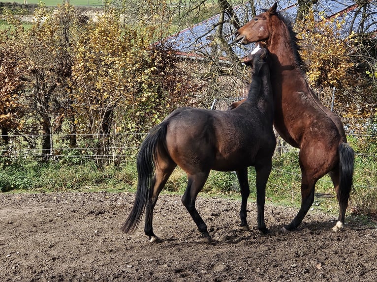 Quarter horse américain Hongre 1 Année 150 cm Bai in Eggenthal