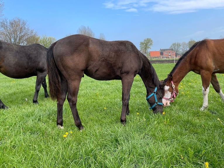 Quarter horse américain Hongre 1 Année 150 cm Noir in Rhede