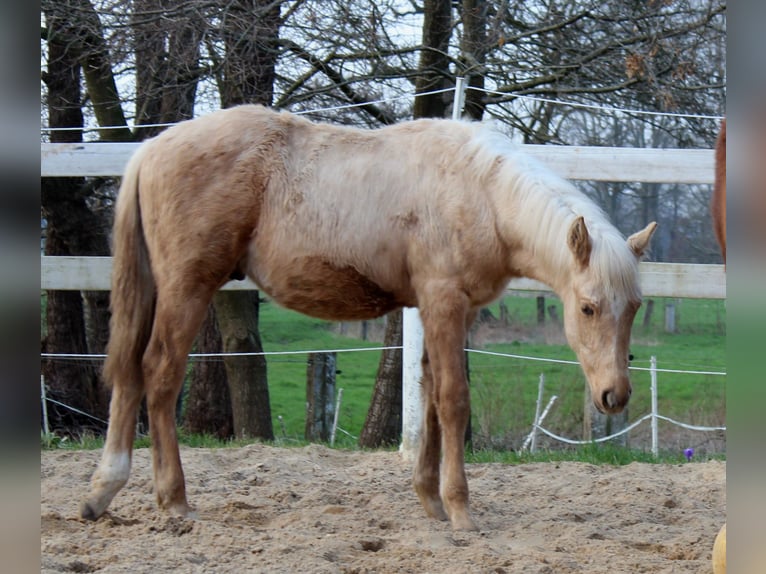 Quarter horse américain Hongre 1 Année 150 cm Palomino in Stade
