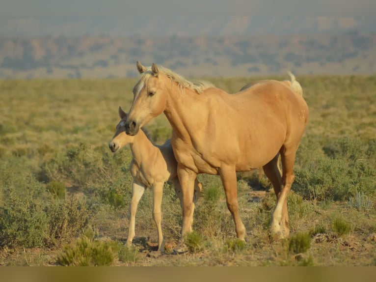 Quarter horse américain Hongre 1 Année 152 cm Buckskin in Chambers