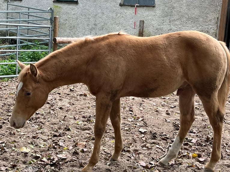 Quarter horse américain Hongre 1 Année 154 cm Champagne in Burgheim
