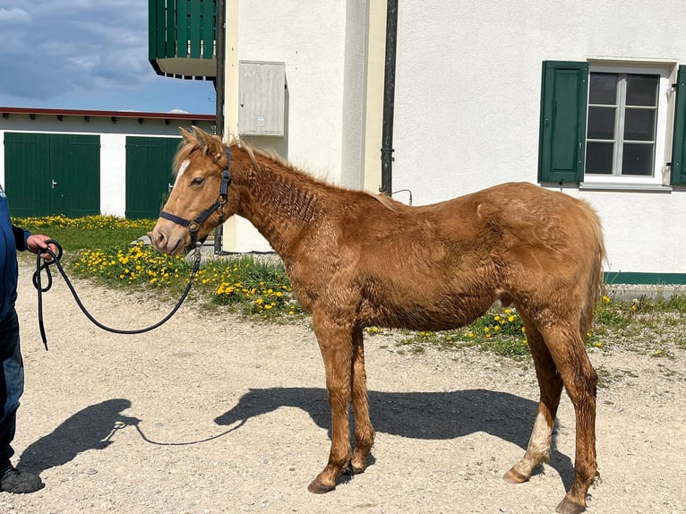 Quarter horse américain Hongre 1 Année 154 cm Champagne in Burgheim