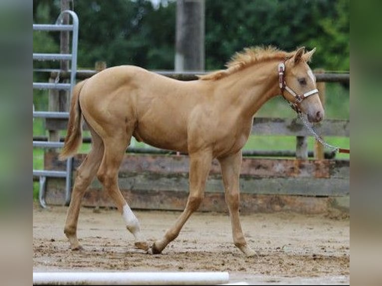 Quarter horse américain Hongre 1 Année 155 cm Champagne in Burgheim