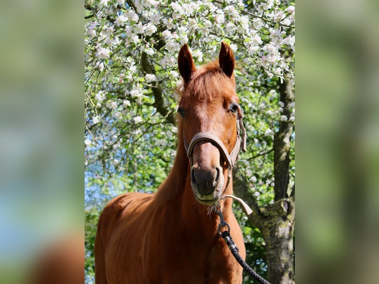 Quarter horse américain Hongre 1 Année 160 cm Alezan in Midwolde