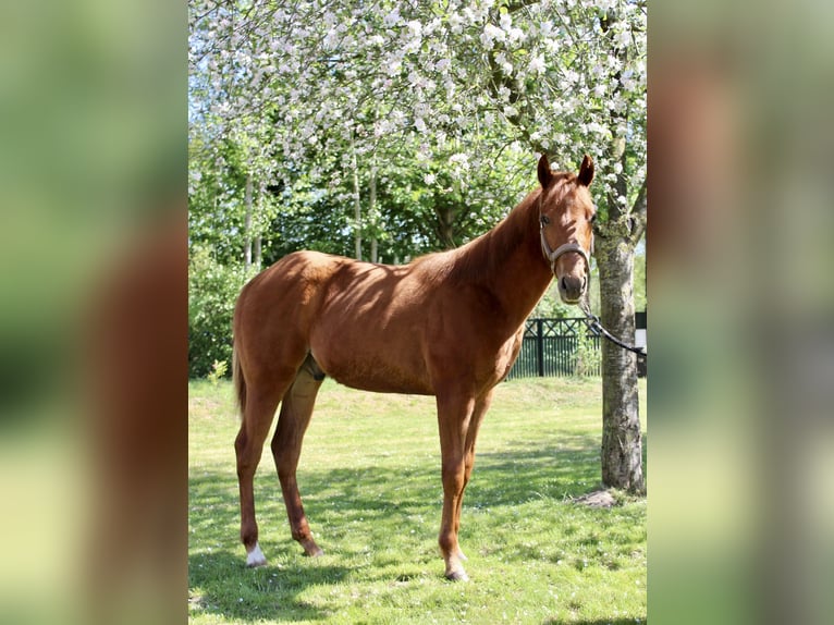 Quarter horse américain Hongre 1 Année 160 cm Alezan in Midwolde