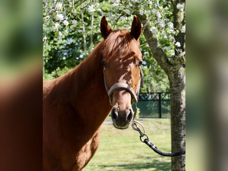Quarter horse américain Hongre 1 Année 160 cm Alezan in Midwolde