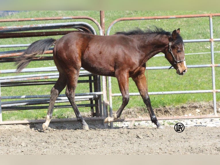 Quarter horse américain Hongre 1 Année Bai cerise in VARSI (PR)