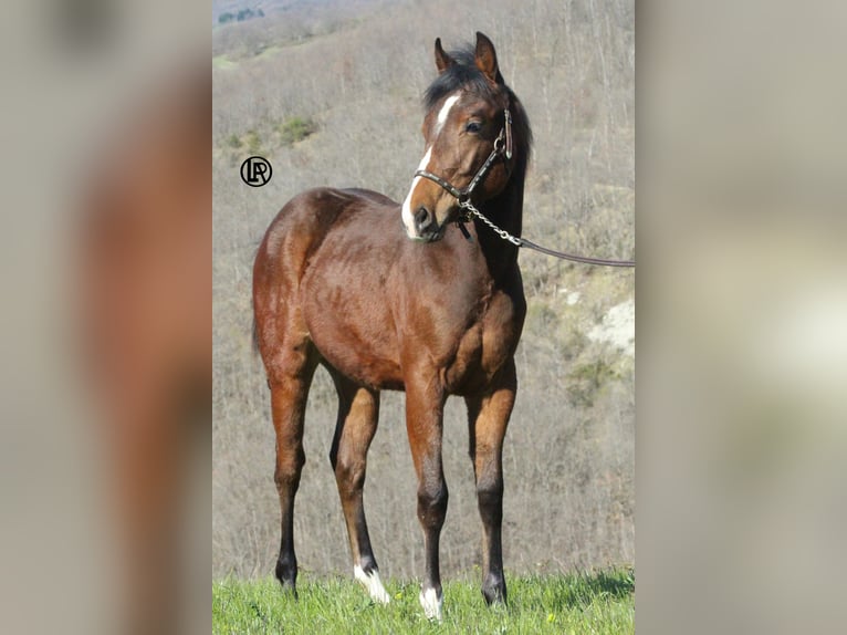 Quarter horse américain Hongre 1 Année Bai cerise in VARSI (PR)