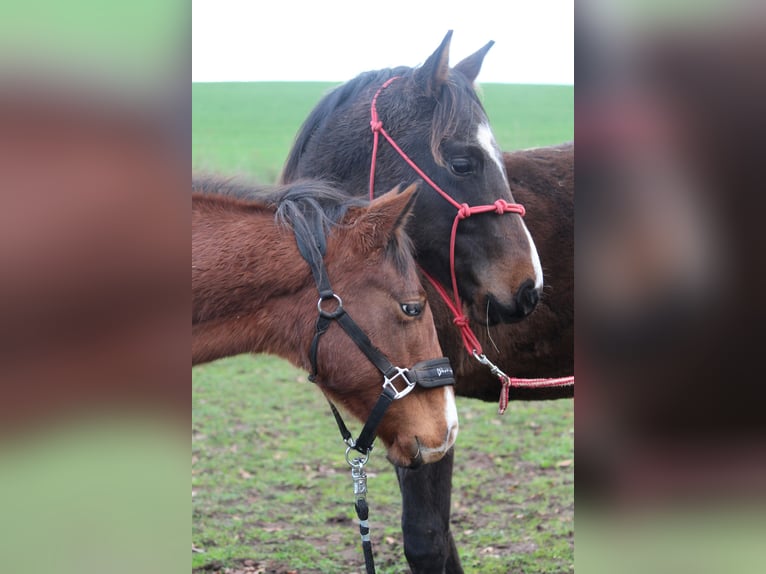 Quarter horse américain Hongre 1 Année Bai in Rosa