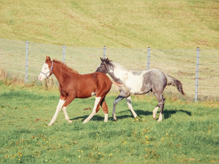 Quarter horse américain Hongre 1 Année Overo-toutes couleurs in Haldenwang