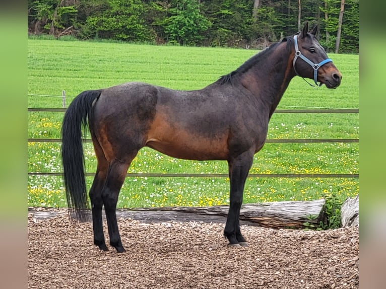 Quarter horse américain Hongre 20 Ans 153 cm Bai brun in Oberburg
