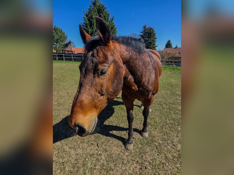 Quarter horse américain Hongre 20 Ans Bai in Weimar