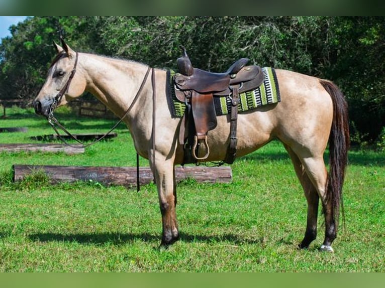 Quarter horse américain Hongre 21 Ans 147 cm Buckskin in Port Saint Lucie