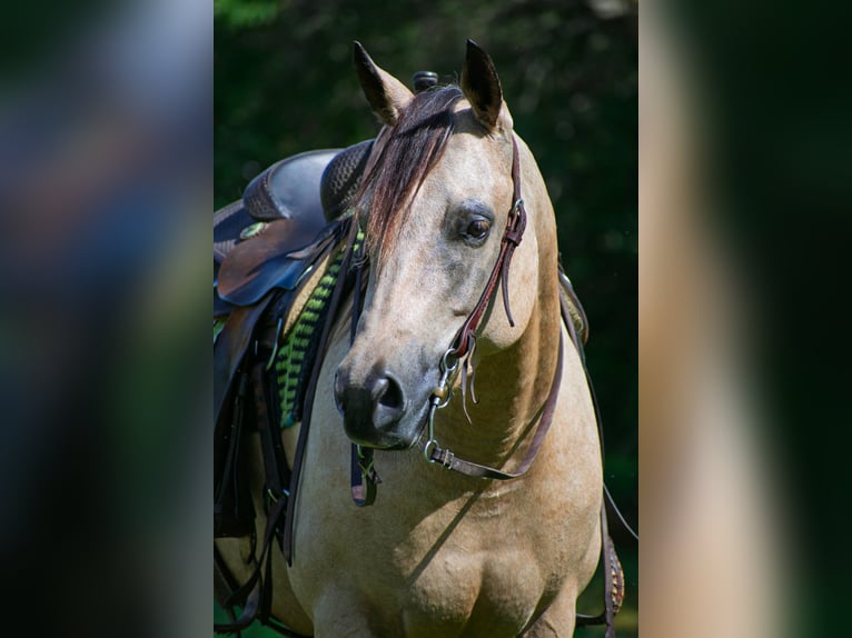 Quarter horse américain Hongre 21 Ans 147 cm Buckskin in Port Saint Lucie