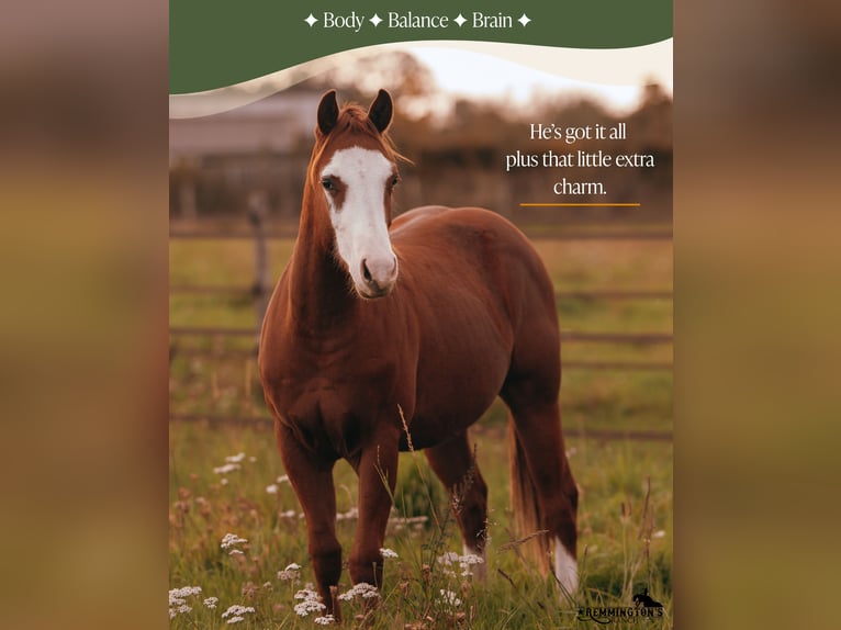 Quarter horse américain Hongre 2 Ans 135 cm Alezan in Arendonk