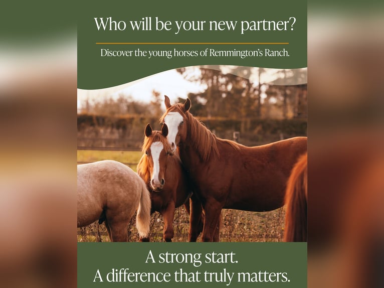 Quarter horse américain Hongre 2 Ans 135 cm Alezan in Arendonk