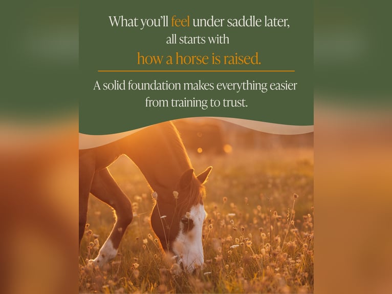 Quarter horse américain Hongre 2 Ans 135 cm Alezan in Arendonk