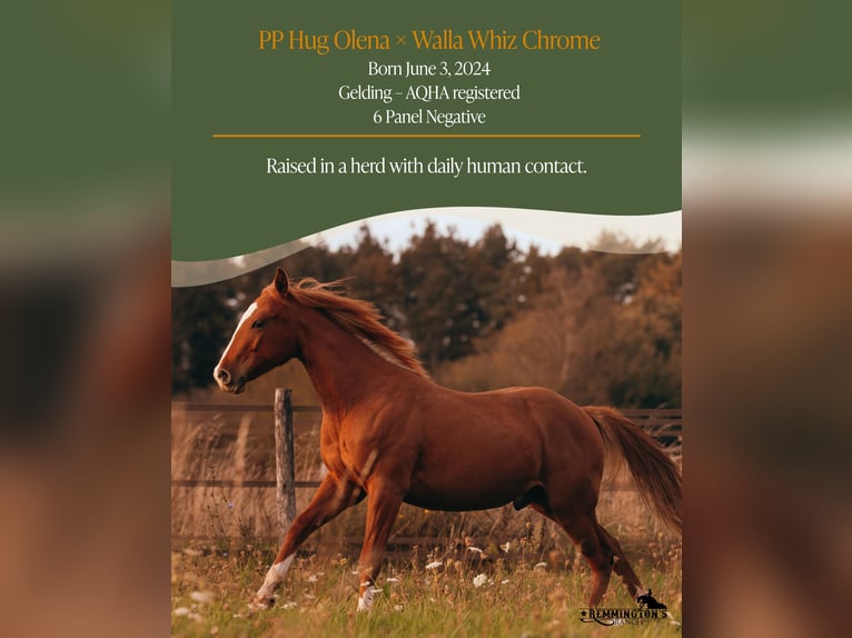 Quarter horse américain Hongre 2 Ans 135 cm Alezan in Arendonk