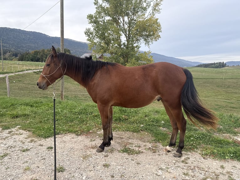 Quarter horse américain Hongre 2 Ans 140 cm Bai in Enges