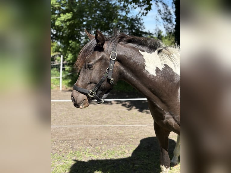 Quarter horse américain Hongre 2 Ans 140 cm Pinto in Siddeburen