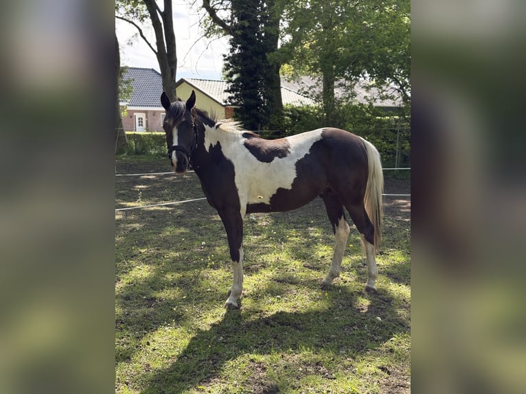 Quarter horse américain Hongre 2 Ans 140 cm Pinto in Siddeburen