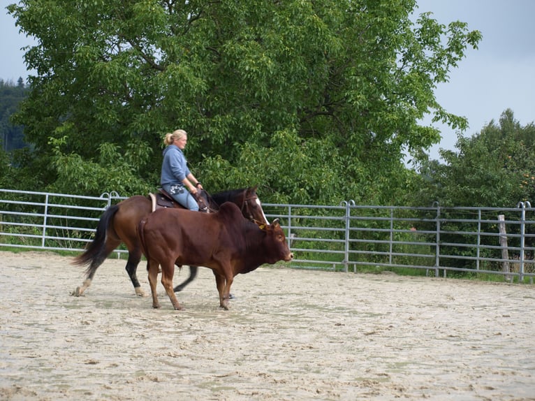 Quarter horse américain Hongre 2 Ans 145 cm Bai in R&#xF6;dinghausen