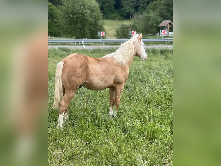 Quarter horse américain Hongre 2 Ans 145 cm Palomino in Bubach