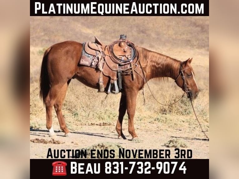 Quarter horse américain Hongre 2 Ans 147 cm Alezan brûlé in King City CA