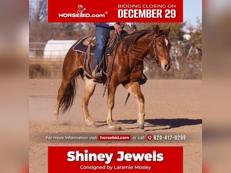 Quarter horse américain Hongre 2 Ans 147 cm Alezan cuivré in Canyon