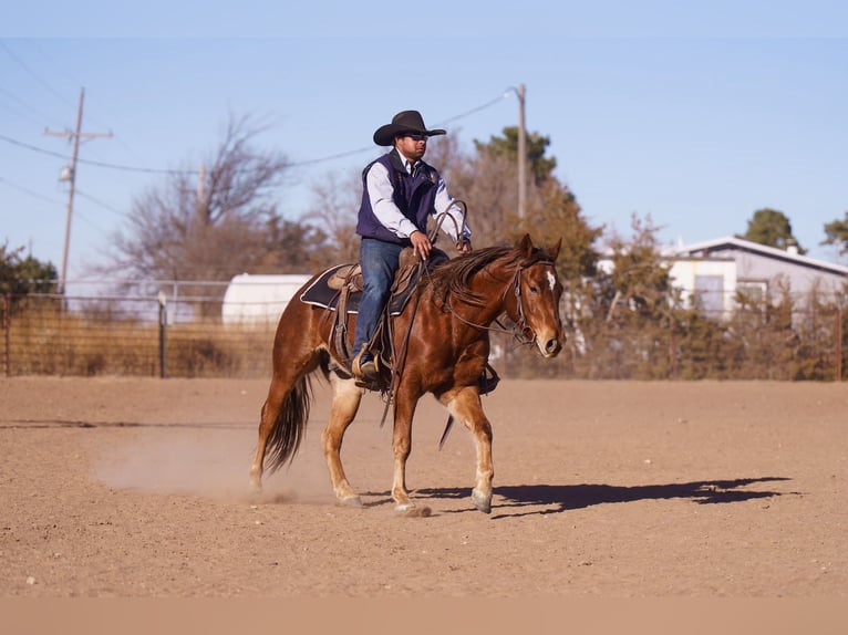 Quarter horse américain Hongre 2 Ans 147 cm Alezan cuivré in Canyon