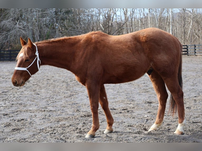 Quarter horse américain Hongre 2 Ans 147 cm Alezan cuivré in Jonesborough