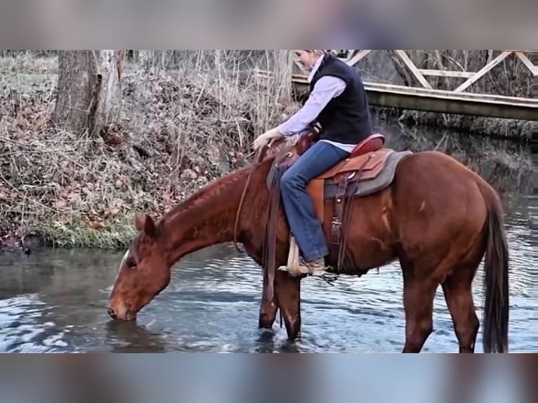 Quarter horse américain Hongre 2 Ans 147 cm Alezan cuivré in Jonesborough