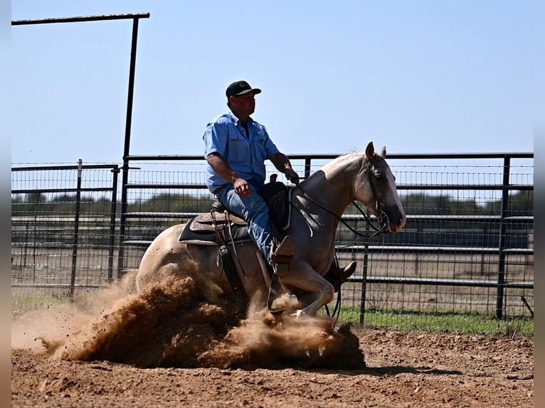 Quarter horse américain Hongre 2 Ans 147 cm Palomino in Waco, TX