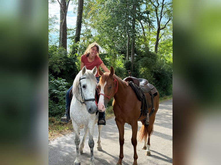 Quarter horse américain Hongre 2 Ans 147 cm in Kappelen