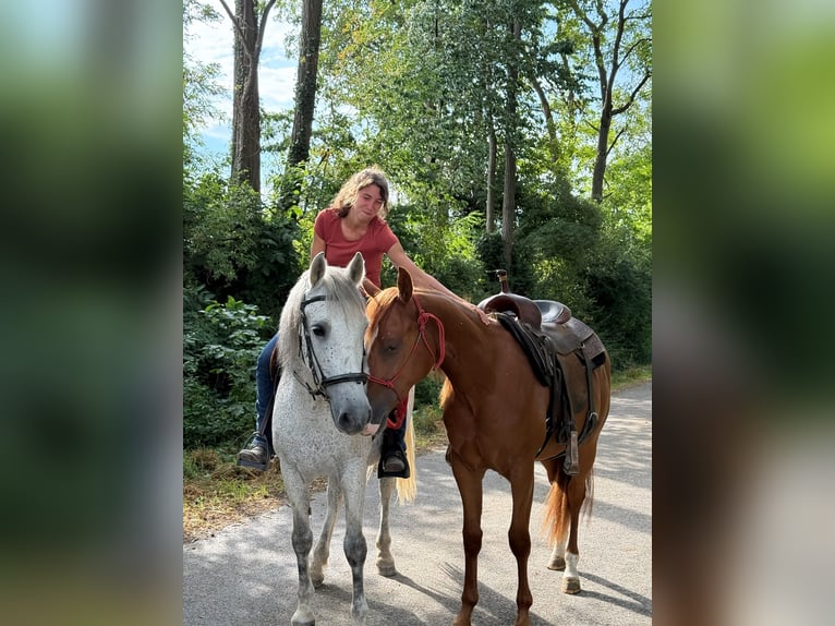 Quarter horse américain Hongre 2 Ans 147 cm in Kappelen