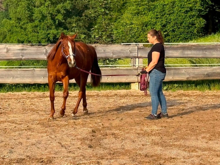 Quarter horse américain Hongre 2 Ans 150 cm Alezan brûlé in Ebensfeld