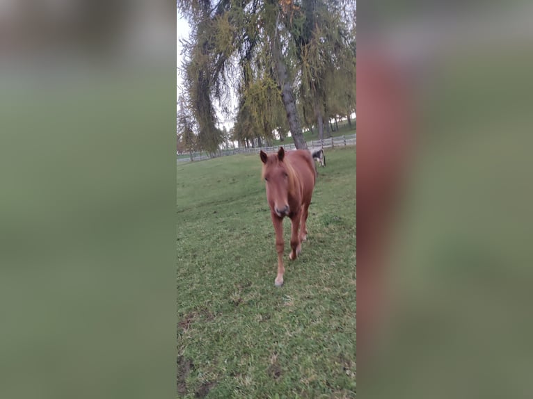 Quarter horse américain Hongre 2 Ans 150 cm Alezan brûlé in Jenesien