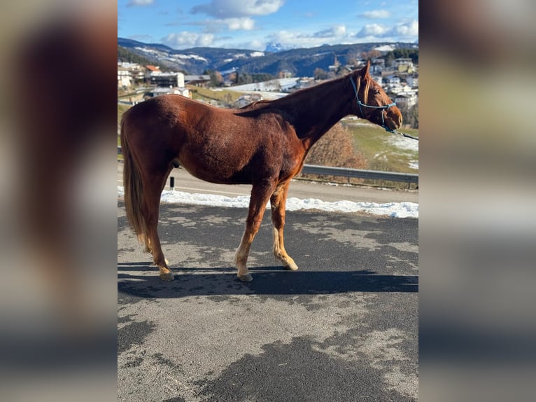 Quarter horse américain Hongre 2 Ans 150 cm Alezan brûlé in Jenesien