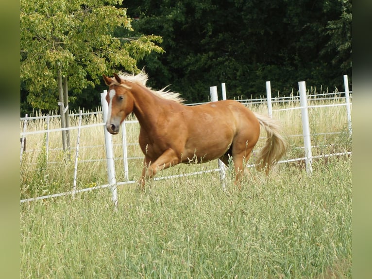 Quarter horse américain Hongre 2 Ans 150 cm Alezan in Linsburg