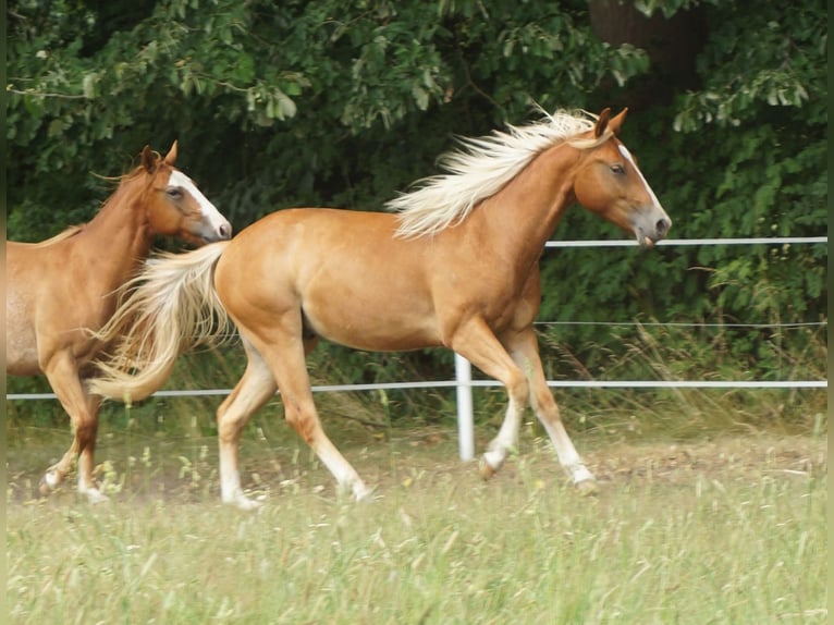 Quarter horse américain Hongre 2 Ans 150 cm Alezan in Linsburg