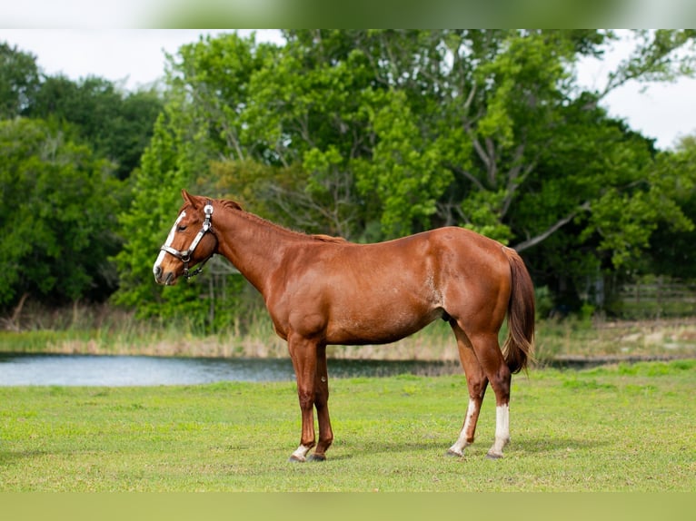 Quarter horse américain Hongre 2 Ans 150 cm Alezan cuivré in Geneva