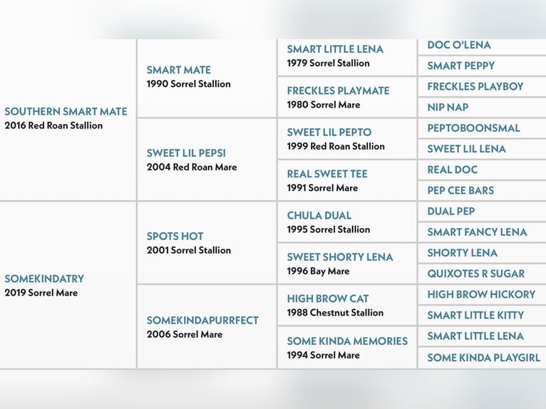 Quarter horse américain Hongre 2 Ans 150 cm Alezan cuivré in Geneva