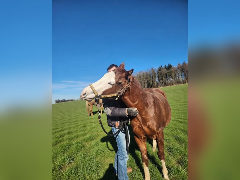 Quarter horse américain Hongre 2 Ans 150 cm Alezan in Fleischwangen
